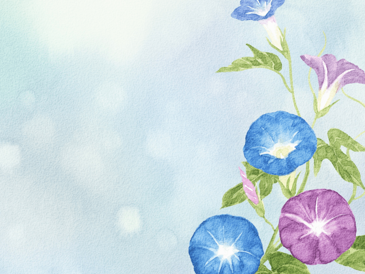 The Strength of a Morning&nbsp;Glory